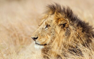Lion Demographic Study – Kruger National Park (2008 – 2013)