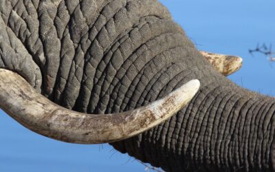 Bovine TB in Kruger Elephants (2023)